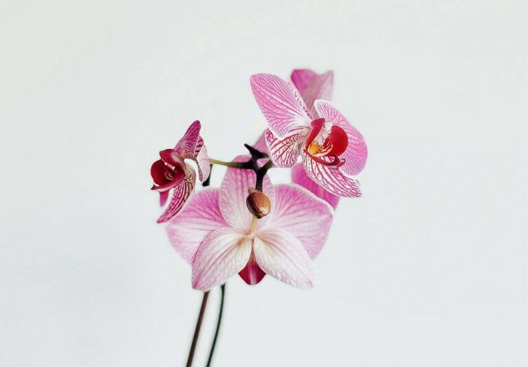 Flores de orquídea Phalaenopsis em tons de rosa e branco